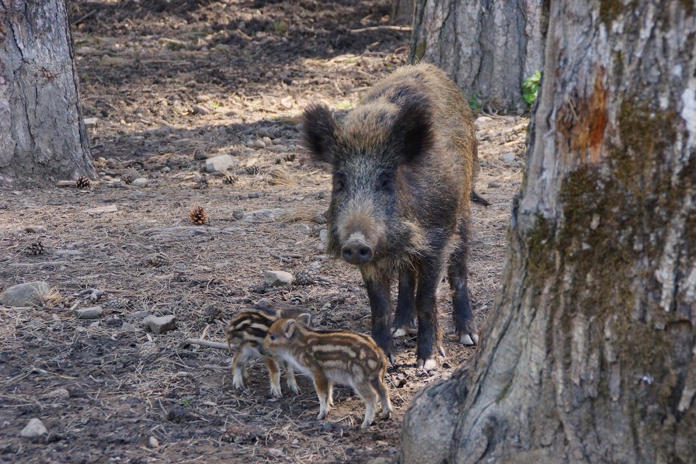 Cinghiali - Mamma e piccoli